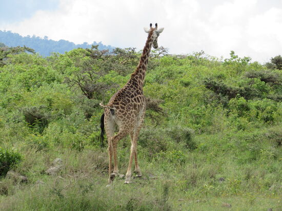 Wenig später begegnen uns die ersten Giraffen. Ich liebe ihren eleganten, schaukelnden Gang.