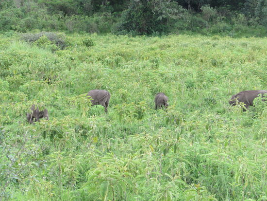 Als erstes sichten wir eine ganze Gruppe von Pumbas.