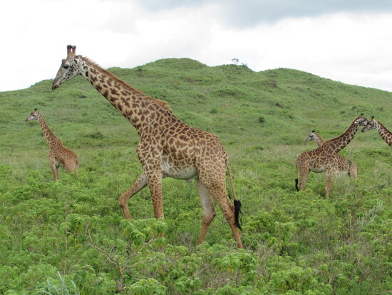 Wow, eine riesige Gruppe von Giraffen. Das Muster der Giraffe ist quasi ihr Fingerprint.