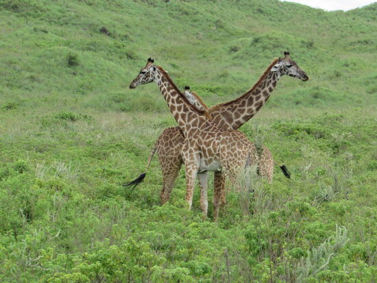 Ich kann mich nicht satt sehen  