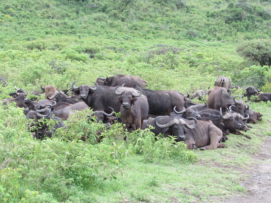 Dann fahren wir direkt an einer Herde Wasserbüffel vorbei.