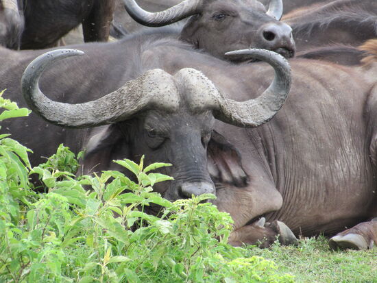 So ein mächtiges Gehörn.