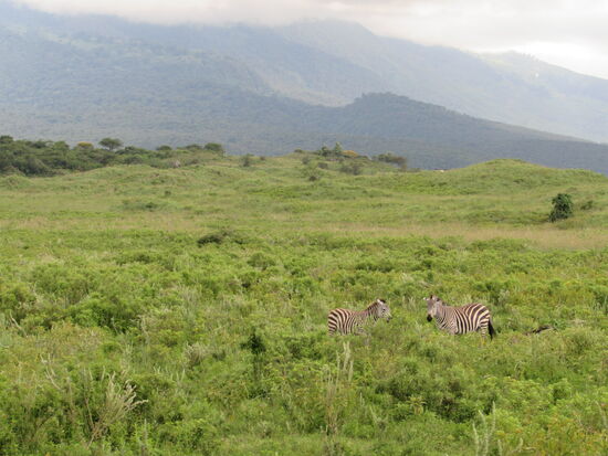 Etwas entfernt entdecken wir Zebras.