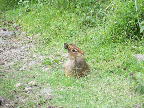 Ein Dic Dic. Die kleinste Gazelle in Tansania.