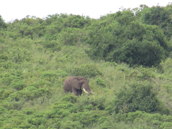 Am Ufer vom Momella Lake entdecken wir einen Elefanten.