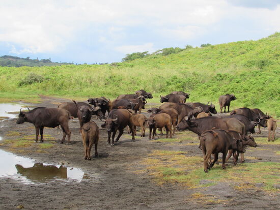 Eine weitere Herde Wasserbüffel.