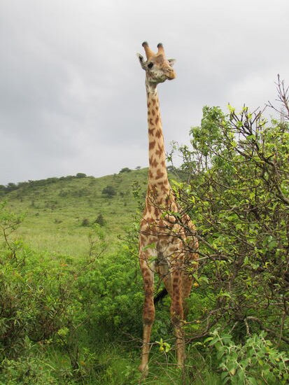 Und zum krönenden Abschluss noch mehr Giraffen.