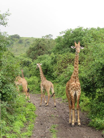 Sie weisen uns den Weg.