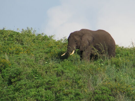 Es ist eine kleine Gruppe.  Im ganzen Park gibt es nur eine kleine Population.  Durch die dichte Bewaldung sind sie nur schwer zu finden. Aber wir haben heute Glück.
