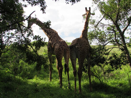 Wir wurden heute reich beschenkt  