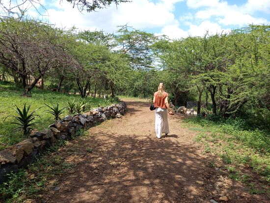 Es hat mediterranes Flair. Halbhohe Bäume, eine kleine Steinmauer und Ziegen.