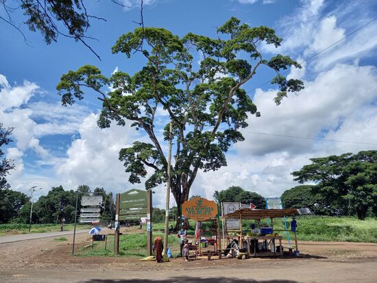 An diesem Stand kaufe ich noch eine Ananas   Die werde ich noch vor Abflug genießen  