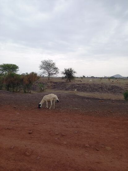 Es sind viele Schafe, Ziegen und Rinder zu sehen,  die auf der Suche nach Nahrung sind.