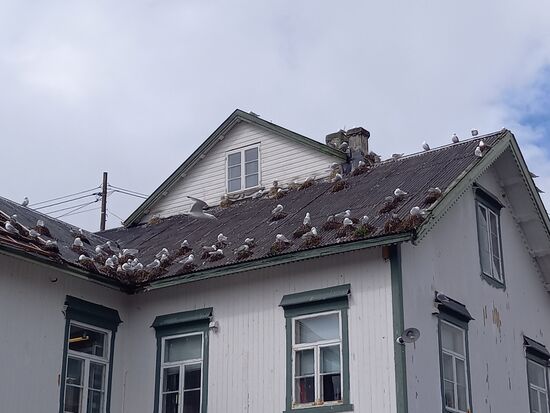 Auf den Dächern brüten unzählige Möwen.