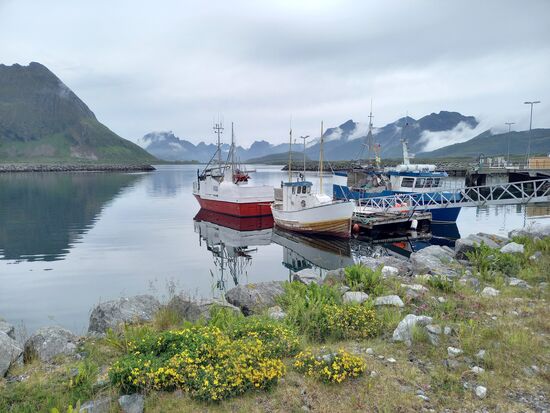 Fischkutter - Auf den Lofoten arbeiten noch 5000 Einwohner Hauptberuflich als Fischer. Insgesamt haben die Lofoten rund 24000 Einwohner.