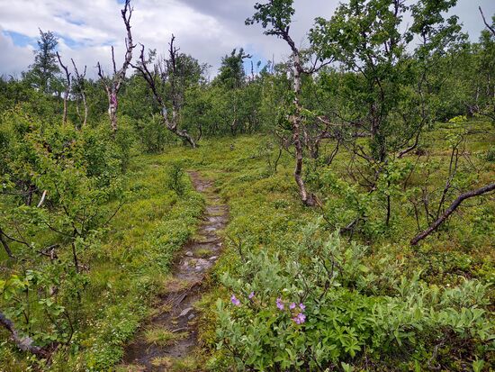 Der Wald aus kleinwüchsigen Birken hat etwas mystisches an sich.