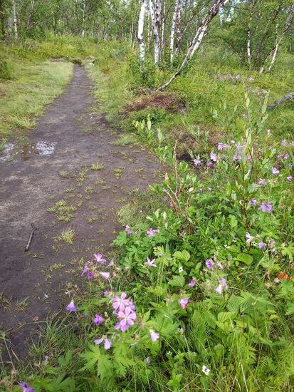 Waldstorchschnabel