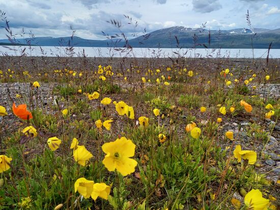 Am Ufer blüht wunderschön der Mohn.