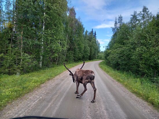 Kaum hatten wir den Parkplatz vom Muddus Nationalpark verlassen, sehen wir zwei  Rentiere am Straßenrand. Während das eine im hohen Gras verschwindet, kreuzt das andere direkt vor unserem Bus die Straße. Das erste Rentier, das ich je in freier Wildbahn gesehen habe. Wir sind begeistert.