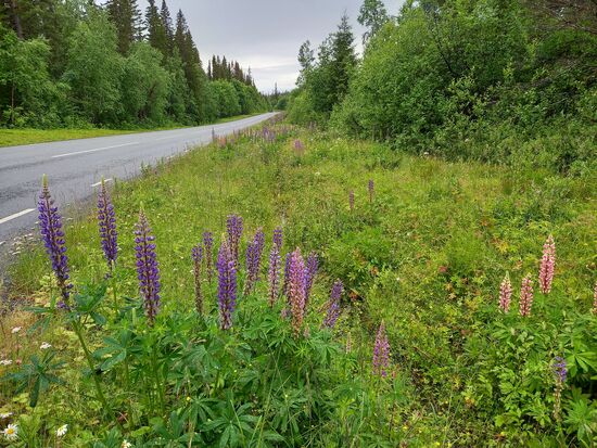 Doch zunächst fahren wir weiter durch bewaldetes Gebiet. Am Straßenrand blühen wunderschön die Lupinen.
