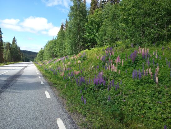 An den Fahrbahrändern blühen zahlreich die Lupinen und ich kann mich garnicht daran satt sehen.