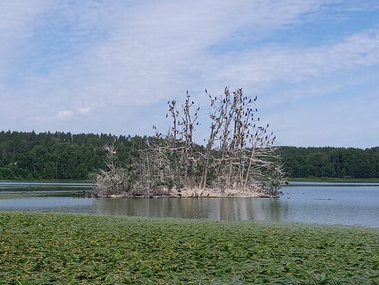 An diesem See haben wir kurz Halt gemacht. Die kleine Insel ist von unzähligen Kormoranen bevölkert. Außerdem gibt es sehr viele Gänse. Ein Schild wies darauf hin, das der See bakteriell belastet ist.