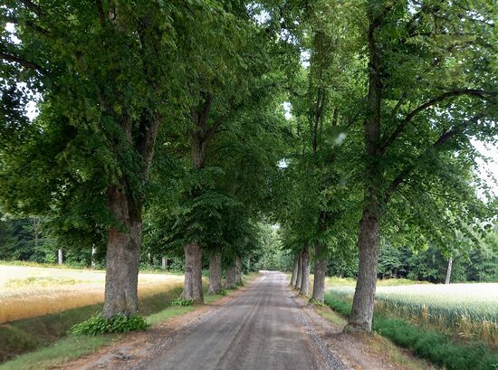 Eine schöne Allee führt zum Anwesen.