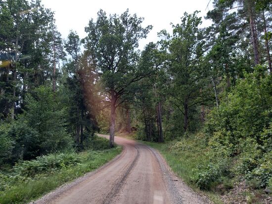 Eine Schotterpiste durch den Wald führt zum Campingplatz.