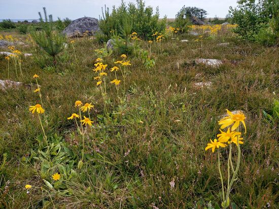 Hier wächst auch die echte Arnica. Sie ist eine geschützte Pflanze.