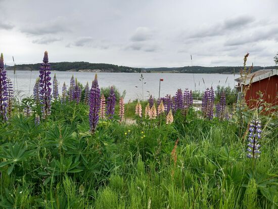 Zur Zeit blühen überall wunderschön die Lupinen. Einfach schön anzusehen.