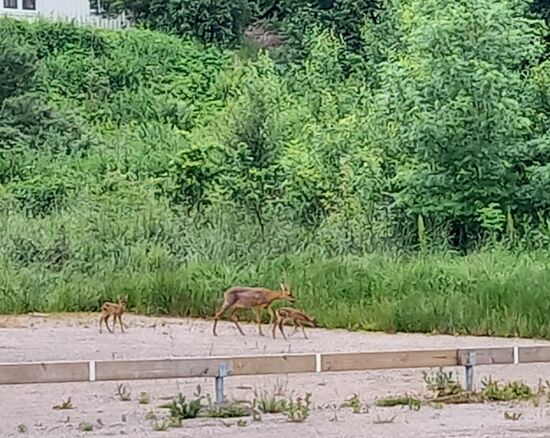 Wir bekommen Besuch, eine Ricke mit zwei Kitze.
