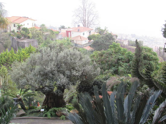 Ein uralter Olivenbaum.