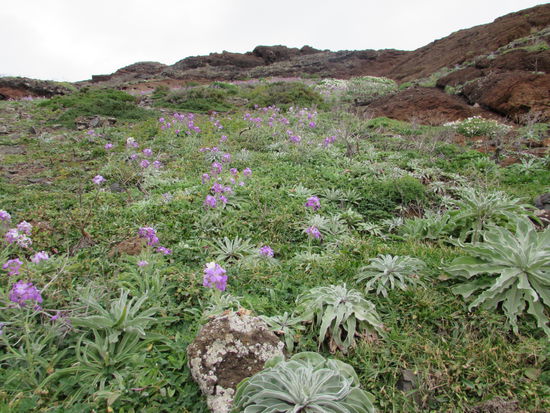 Auch in dieser kargen Landschaft finden wir große Blütenfelder.