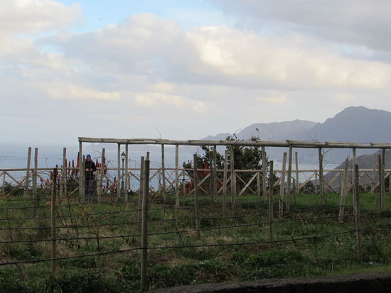 Direkt vor unserem Hotel wird ebenfalls Wein angebaut. Hier ein Blick aus unserem Hotelzimmer. 