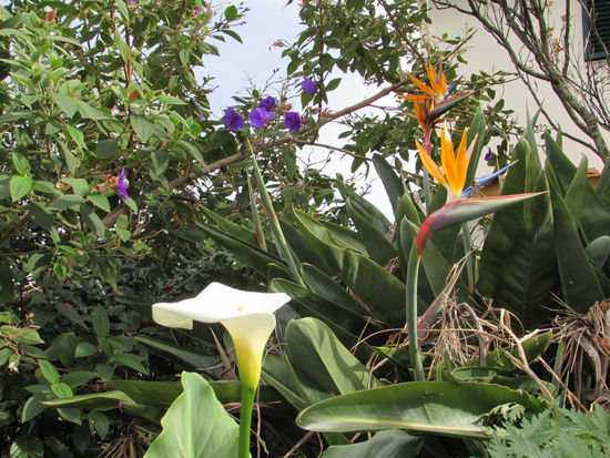 Trotz der nicht besonders warmen Temperaturen (14- 20 Grad) finden sich überall ein paar Blüten.