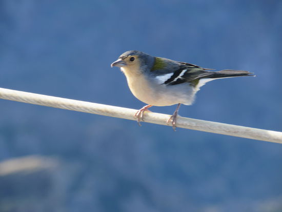 Auch hier sind die Buchfinken Besucher gewohnt.