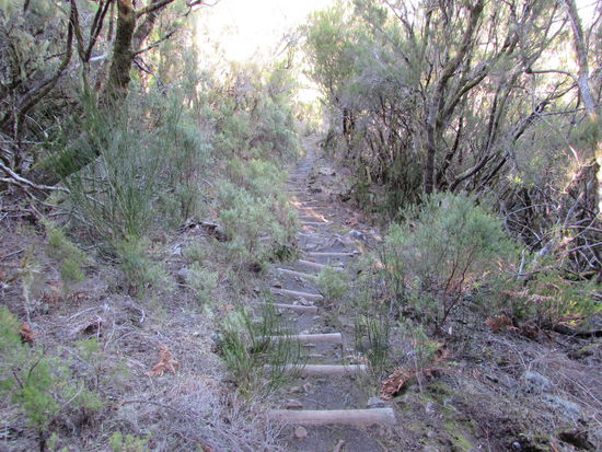 Dann sind wir mitten im Gebüsch der Baumerika unterwegs.