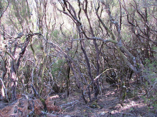 Hier ist der "Wald" noch ursprünglich.