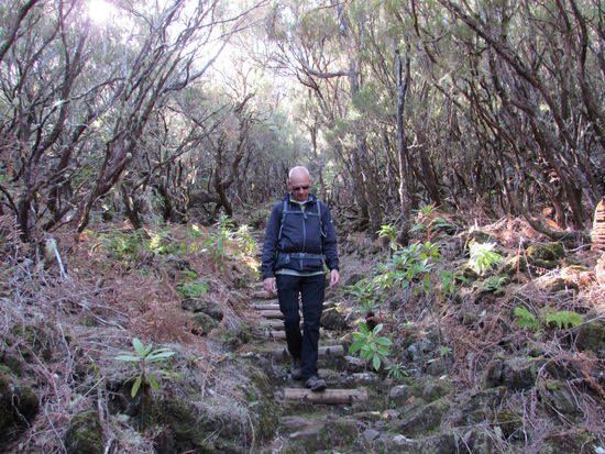 Allmählich gesellen sich kleine Lorbeerpflanzen dazu.