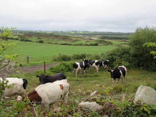 Und da gibt es dann ausser den Kühen eine satt grüne Hügellandschaft zu sehen.