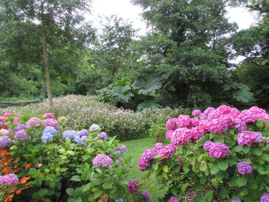 Die Hortensien blühen hier überall so prachtvoll