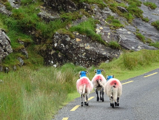 Die Schafe sehen hier oft so bunt aus. An den Farben kann der Besitzer z.B erkennen, ob sie geimpft oder gedeckt sind.