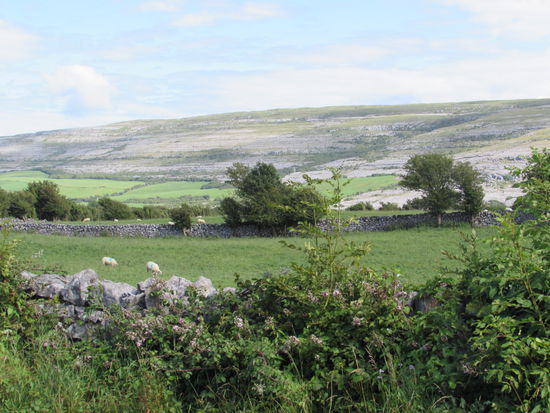 Im Hintergrund sind schon die Hügel der Burren zu sehen.