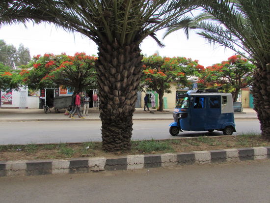 Erste Eindrücke von Axum. Die Straßen sind von Palmen und den leuchtend orange blühenden Jakarander Bäumen gesäumt. Ich kann mich nicht satt sehen.