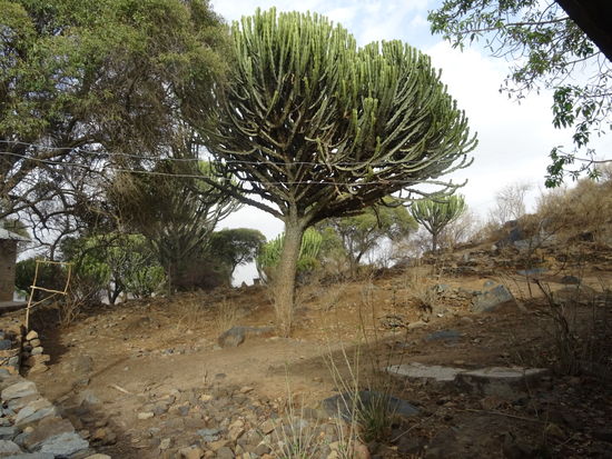 Auf dem Weg sieht Matthias riesige Kaktusbäume.