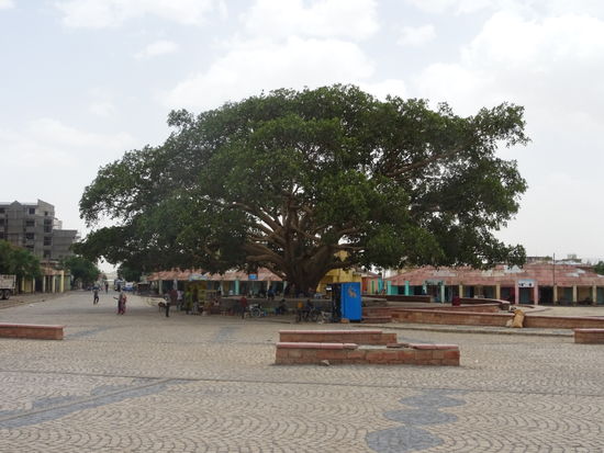 Dieser mächtige Baum steht auf einem Platz direkt vor dem Stelenfeld.