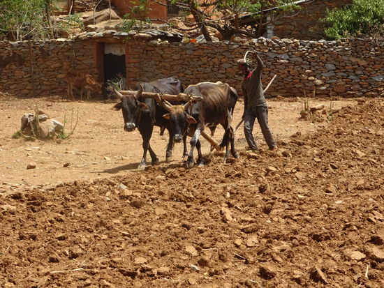 Auch hier mühsame Feldbearbeitung .