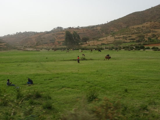 Plötzlich erscheinen saftig grüne Wiesen. Wir sind erstaunt. Das ist einer Bewässerunsanlage zu verdanken.