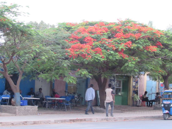Ich liebe den Anblick dieser wunderschönen Bäume.