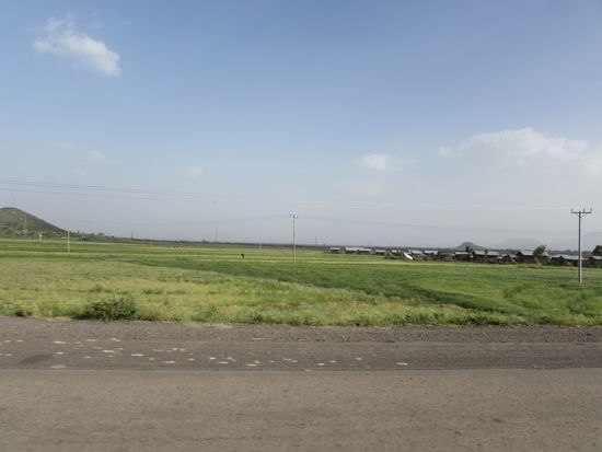 Vor Alamata wird das Land flach und es findet auf großen Flächen Ackerbau statt. Hier wächst Teff.